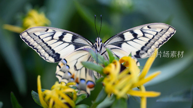 蝴蝶Papilio machaon